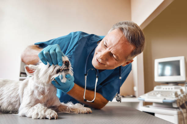 Best Emergency Dental Surgery in Speedway, IN